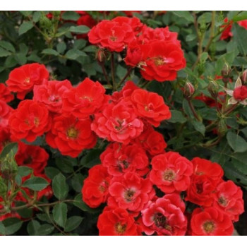 Роза почвопокровная The Magical Cover