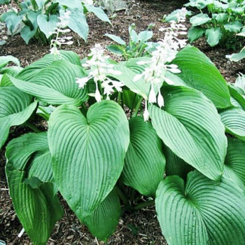 Саженцы Хоста Behemoth (Бегемот) XL