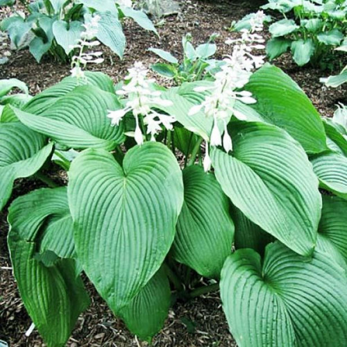 Саженцы Хоста Behemoth (Бегемот) XL