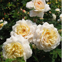 Роза чайно-гибридная Комтесса (Comtessa)