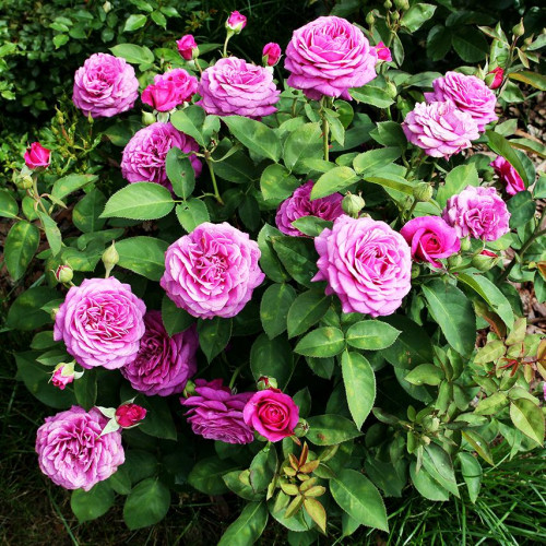 Роза флорибунда Хайди Клум (Heidi Klum)