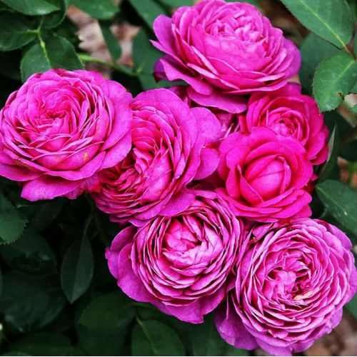 Роза флорибунда Хайди Клум (Heidi Klum)