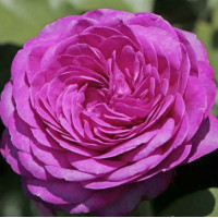 Роза флорибунда Хайди Клум (Heidi Klum)