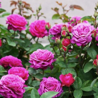 Роза флорибунда Хайди Клум (Heidi Klum)