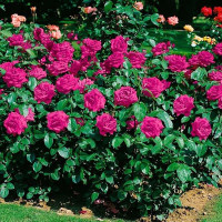 Роза флорибунда Хайди Клум (Heidi Klum)