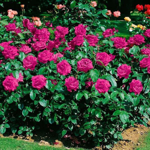 Роза флорибунда Хайди Клум (Heidi Klum)