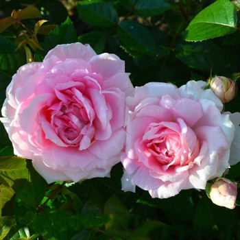 Роза канадская Lambert Closse