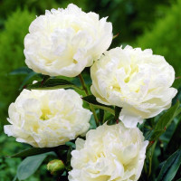 Пион Eden's Temptation (Эденс Темптейшн)