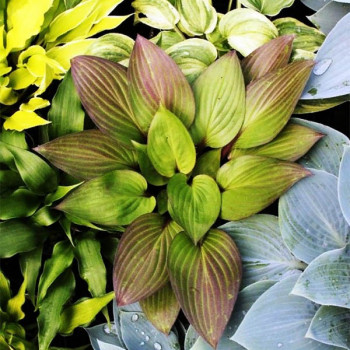 Саженцы Хоста First Blush (Фёрст Блаш) М